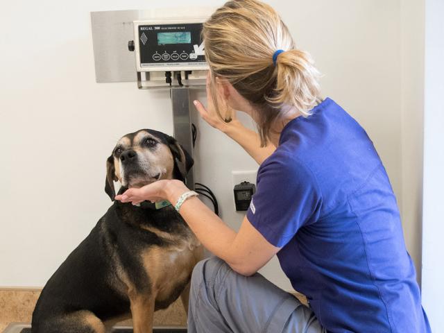 treating dog obesity under vet supervision