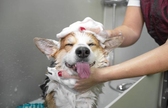 bathing your dog