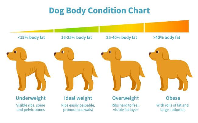 how to detect overweight and obesity in dogs