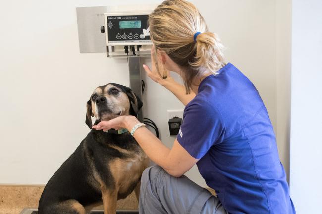 treating dog obesity under vet supervision