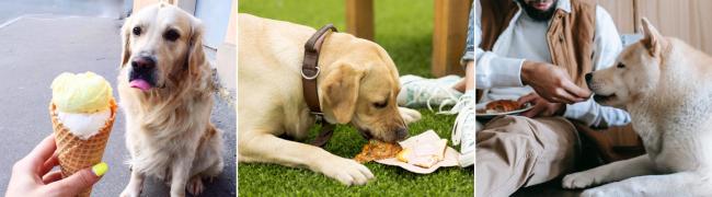 owners giving leftovers to dogs