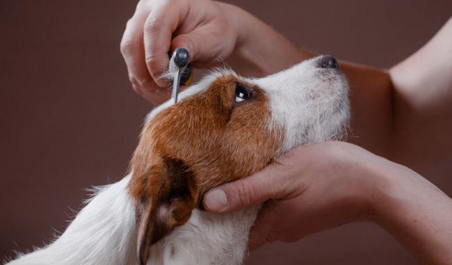 Brushing your dog's coat properly