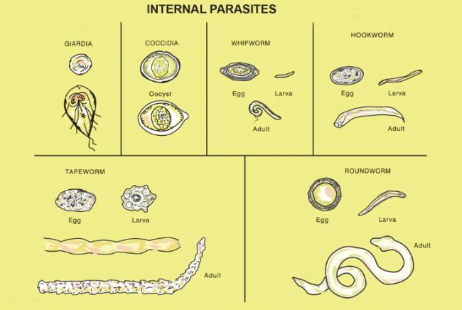 dog intestinal parasites