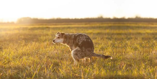 dog diarrhoea