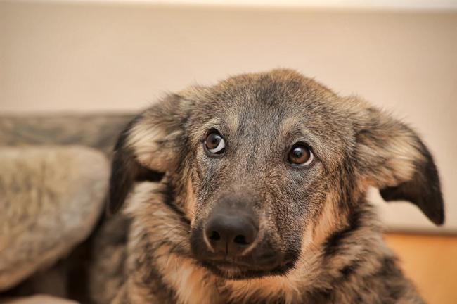 stressed dog