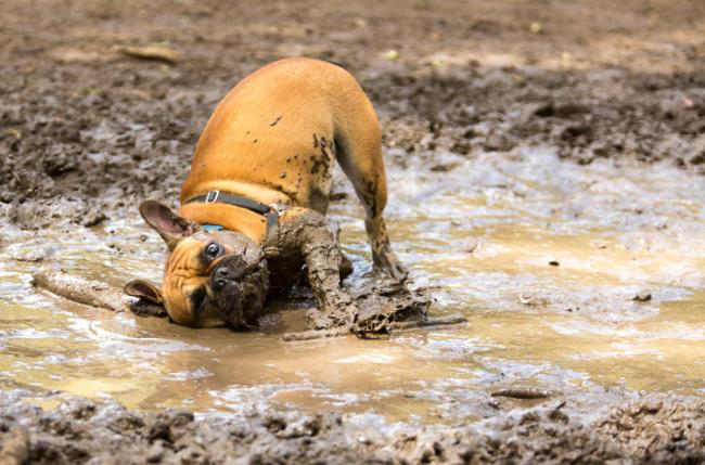 dog muddy