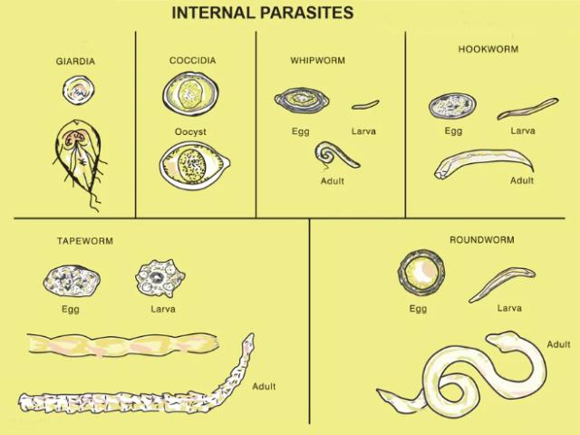 dog intestinal parasites