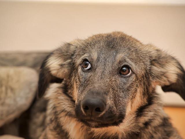 stressed dog